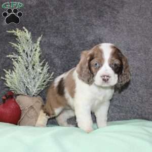 Sasha, Cocker Spaniel Puppy